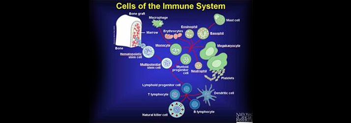 Chiropractic-Valencia-CA-Strengthen-Your-Immune-System-714x250-1.jpg non-needle alternatives for acupuncture